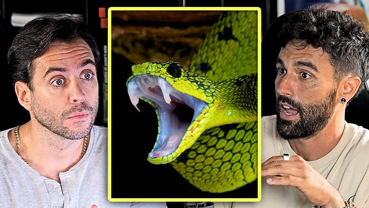 UNA MAMBA VERDE ME SECUESTRÓ DURANTE HORAS – Aventurero y su contacto con una mortal serpiente